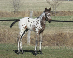 Cheyenne thumb